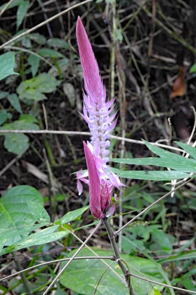 Opvallende plant in Cat Tien NP, Vietnam