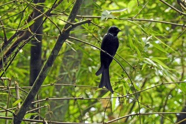 Drongo in Cat Tien NP, Vietnam