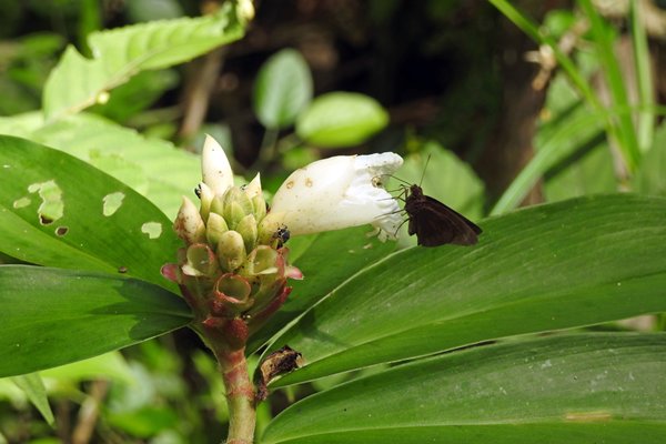 Bloem met vlinder in Cat Tien NP, Vietnam