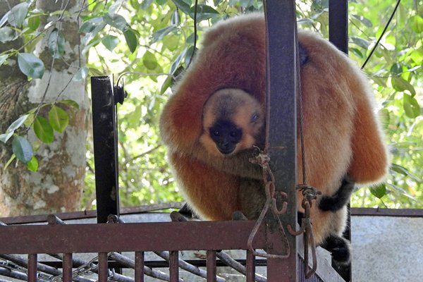 Moeder en kind giboon op het dak van een berenkooi in Cat Tien NP (Vietnam)