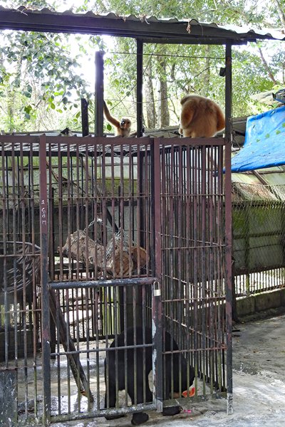 De Maleise beer in de berenopvang (Cat Tien NP, Vietnam) heeft net wat fruit gekregen. Moeder goudwanggibbon en haar kind vinden dat ook heel interessant.