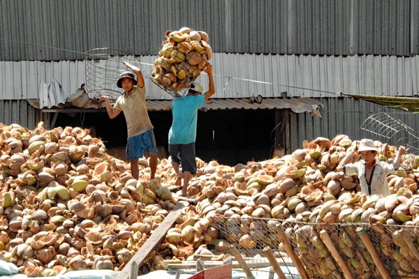 Uitladen van kokosnoten in de Mekong delta