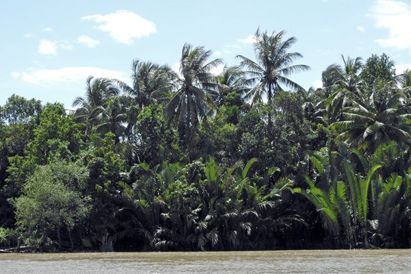 Begroeiing aan de oevers van de Mekong delta