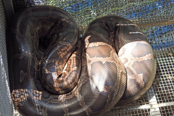 Een python als huisdier bij een snoepjesfabriek in de Mekong delta