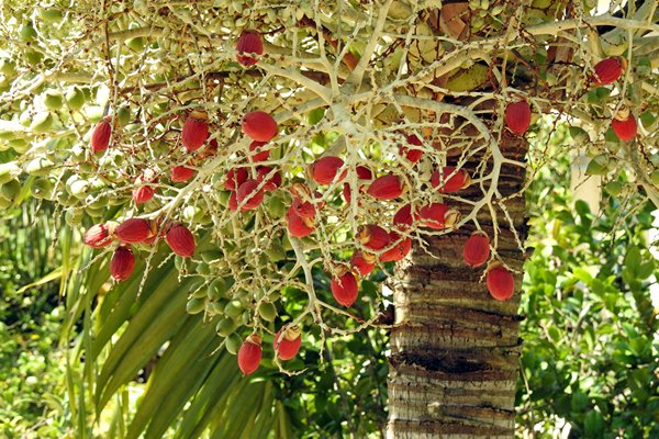 De vruchten van Adonidia merrillii (Manilla palm), een palmsoort met prachtig rode vruchten die soms gebruikt schijnen te worden als vervanging van de betelnoot