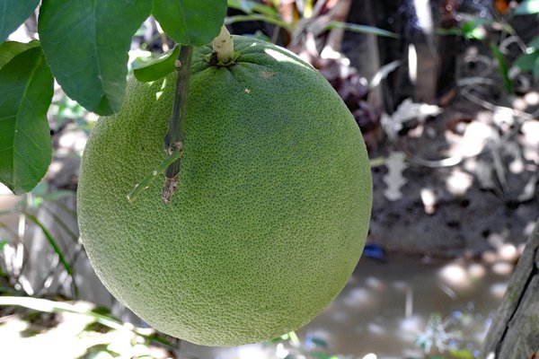 Grote pomelo in de Mekong delta