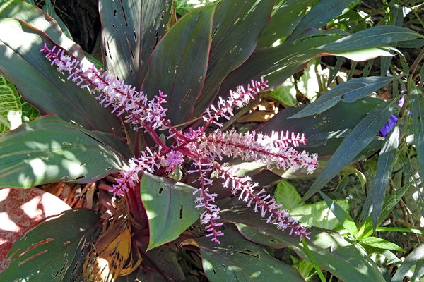 Roze bloeiende plant in de Mekong delta