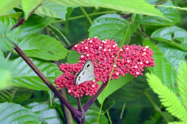 Vlinder op mooie bloem in de Mekong delta