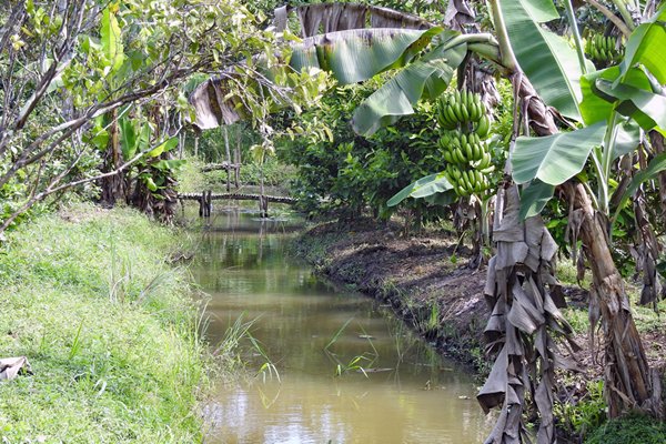 De tuin van een fruitkweker bij Can Tho, Vietnam