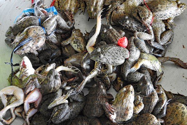 Levende kikkers per bundel op de vismarkt van Can Tho, Vietnam
