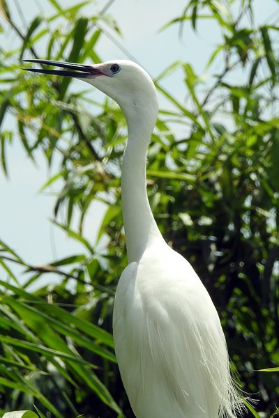 Little Egret (kleine zilverreiger) in het Stork Sanctuary, Vietnam