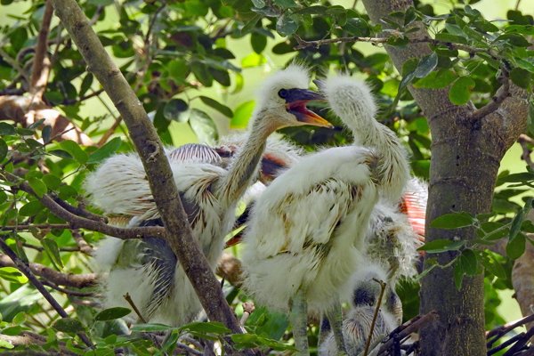 Hongerige jonge reigers op het nest in het Stork Sanctuary, Vietnam