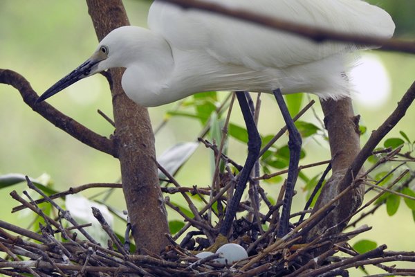 Reiger met eieren bij het Stork Sanctuary, Vietnam