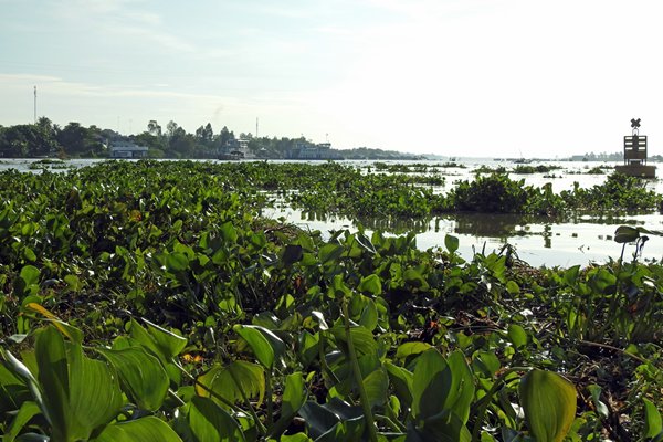 Erg veel waterhyacinthen in Chau Doc (Vietnam)