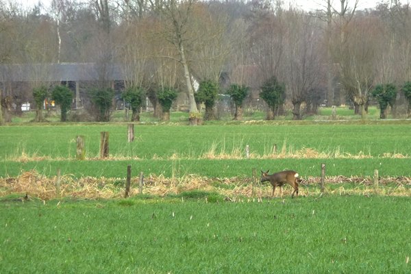 Een ree in een weiland vlakbij Woudenberg tijdens Groene Wissel wandeling nr. 331