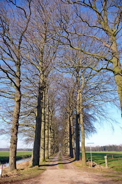 Kaarsrechte weg vanuit Raalte naar Landgoed t Reelaer