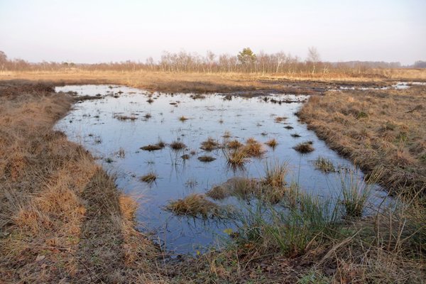 Haaksberger- en Buurserveen tijdens Groene Wissel wandeling nr. 412
