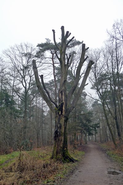 Gestileerde boom in de wat mistige Kruisbergse bossen bij Doetinchem