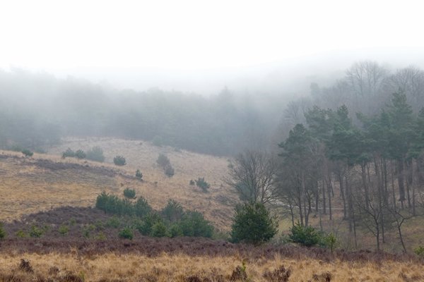 Mist op de Mookerheide