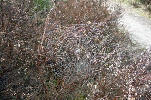 Goed zichtbaar spinneweb op de Mookerheide