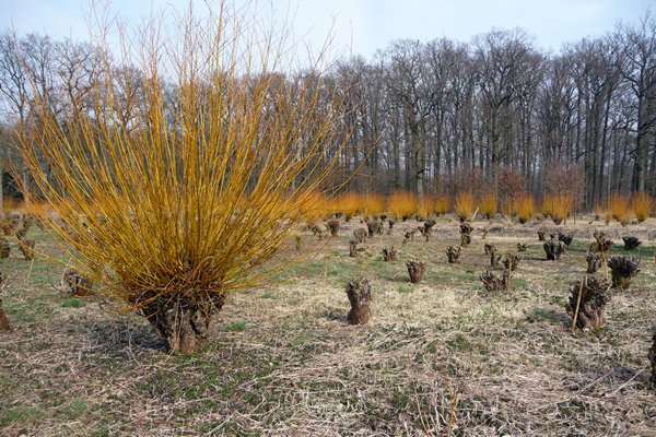 Geknotte en uitgelopen wilgen