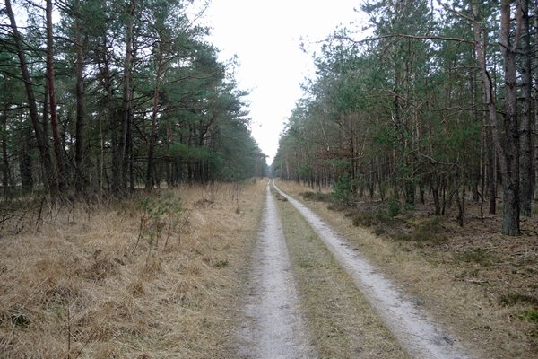 Eindeloze bosweg bij Nunspeet