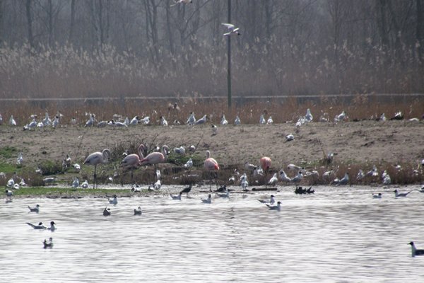 Flamingo's in het Zwillbrocker Venn