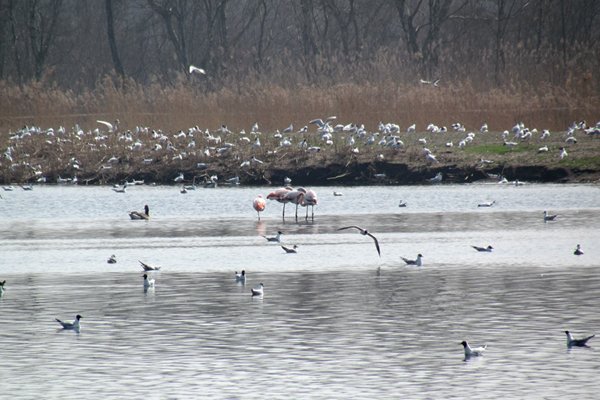 Flamingo's in het ondiepe water van het Zwillbrocker Venn