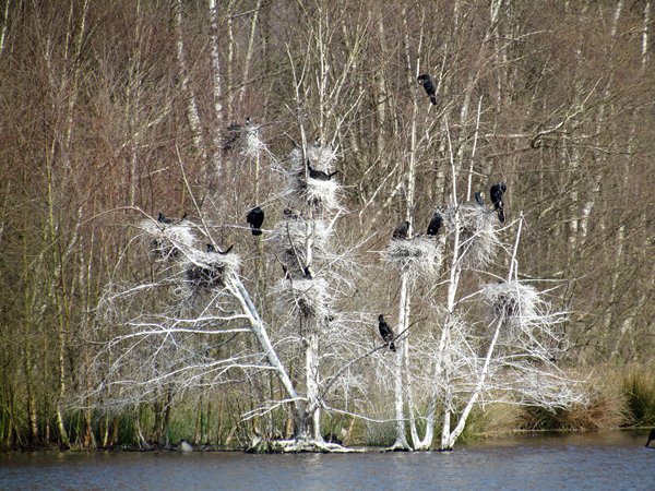 Aalscholvers in poepboom bij Zwillbrocker Venn