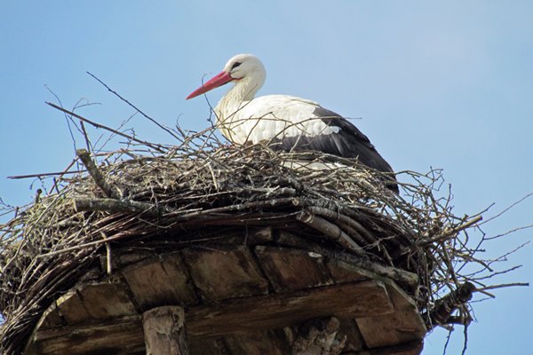 Ooievaar op nest