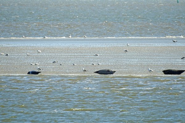 Zeehonden op een zandplaat bij Texel
