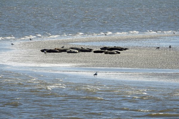 Zeehonden op een zandplaat bij Texel