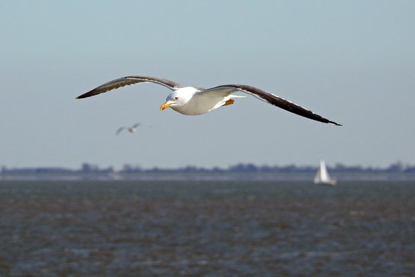 Een meeuw vliegt mee bij Texel