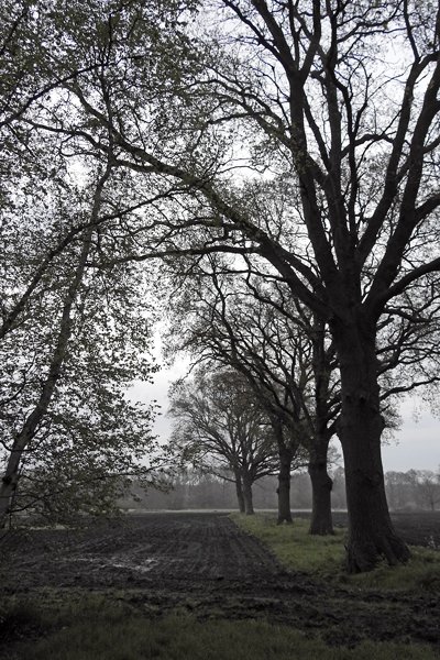Hindekamp 8 mei 2015