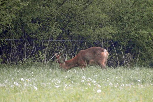 Hindekamp 11 mei 2015