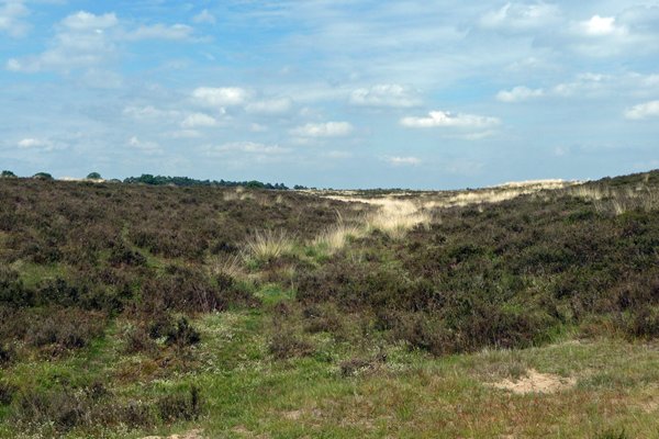 Een heideveld bij het Deelerwoud