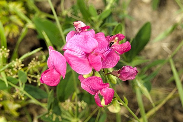 Bloemen Cortenoever