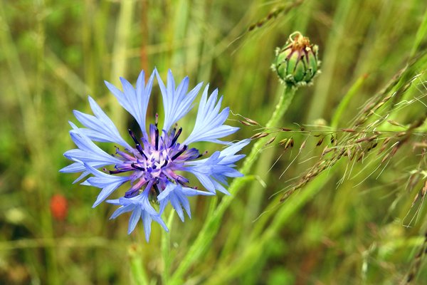 Bloemen Cortenoever