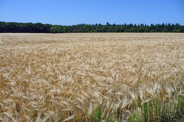 Een graanveld in de omgeving van Renkum