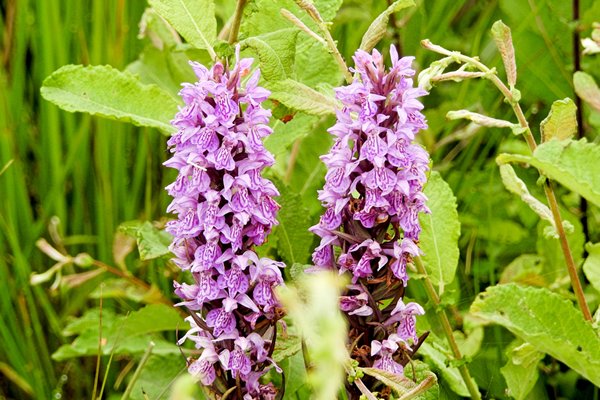 Orchideeën op het Fochteloërveen