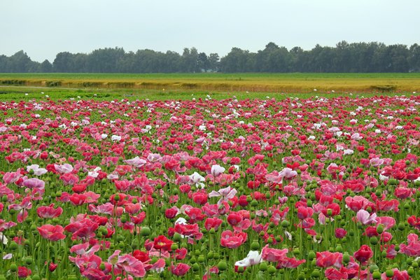 Papaverveld in de buurt van Smilde