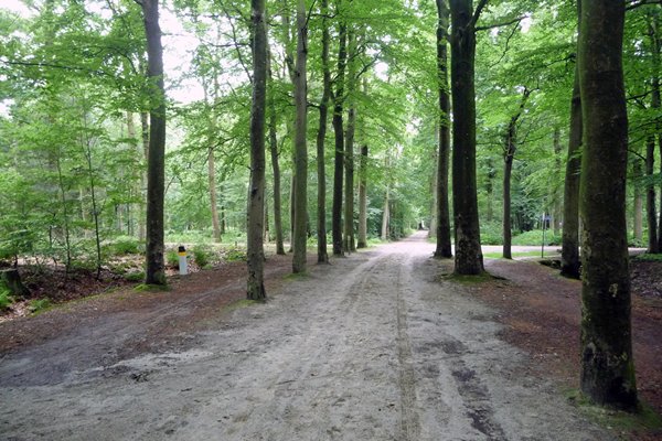 Bospad in de omgeving van Beetsterszwaag