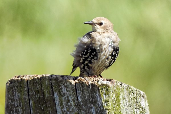 Jonge spreeuw in de buurt van het Zuidlaardermeer