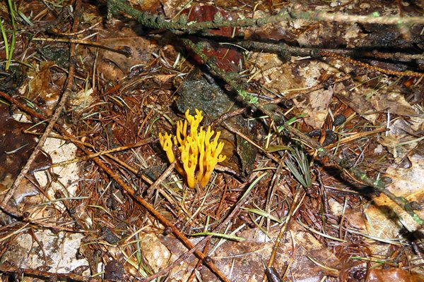 Gele koraalzwam in het Edese bos