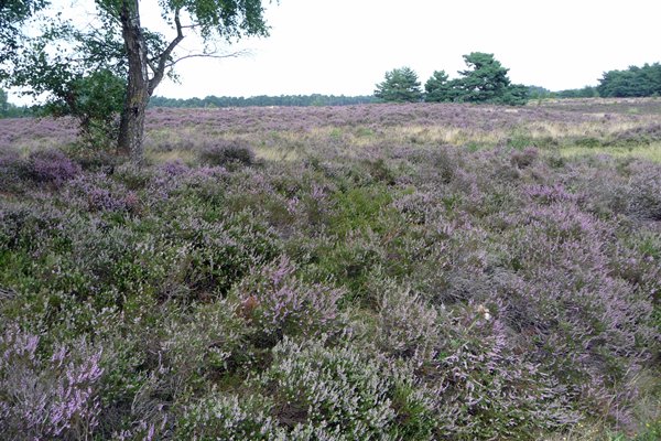 Ook veel heide bij het Wekeromse Zand