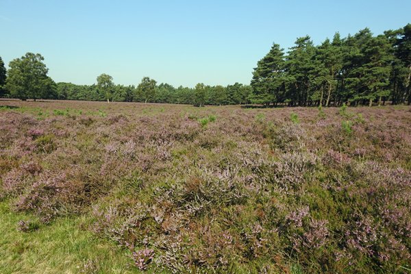 De bloeiende Wezepsche Heide