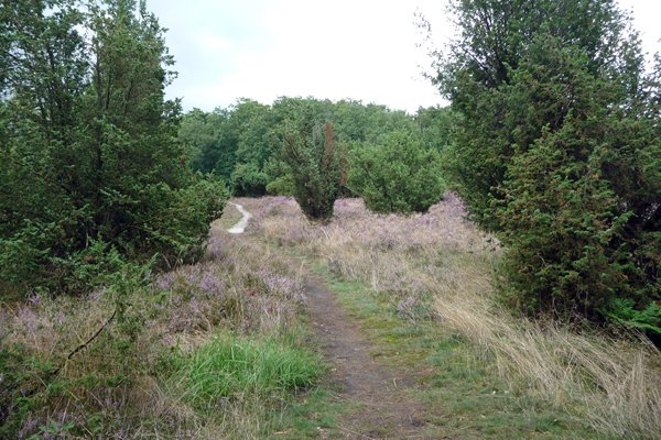 Jeneverbessen in de omgeving van Rijssen