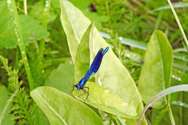 Blauwe waterjuffer bij de Beurzerbeek