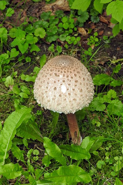 Parasolzwam