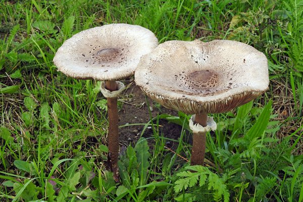 Grote parasolzwam